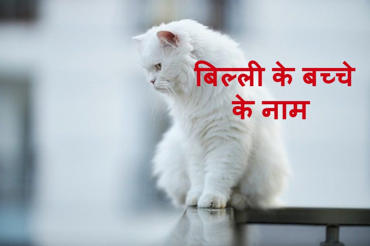 बिल्ली के बच्चे के नाम billi ka naam kaise rakhen - cool thoughts