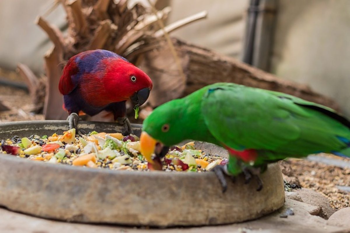 parrot-food-list-in-hindi-cool-thoughts