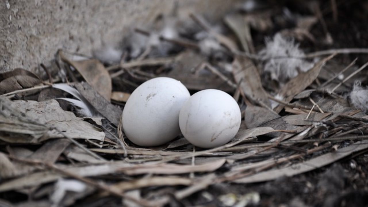 kabutar ka egg