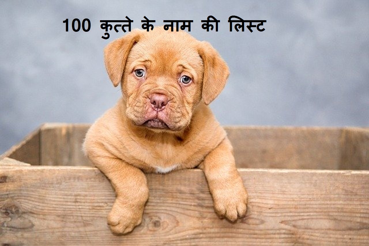 Dog Ke Naam Hindi Mein Fitriblog1