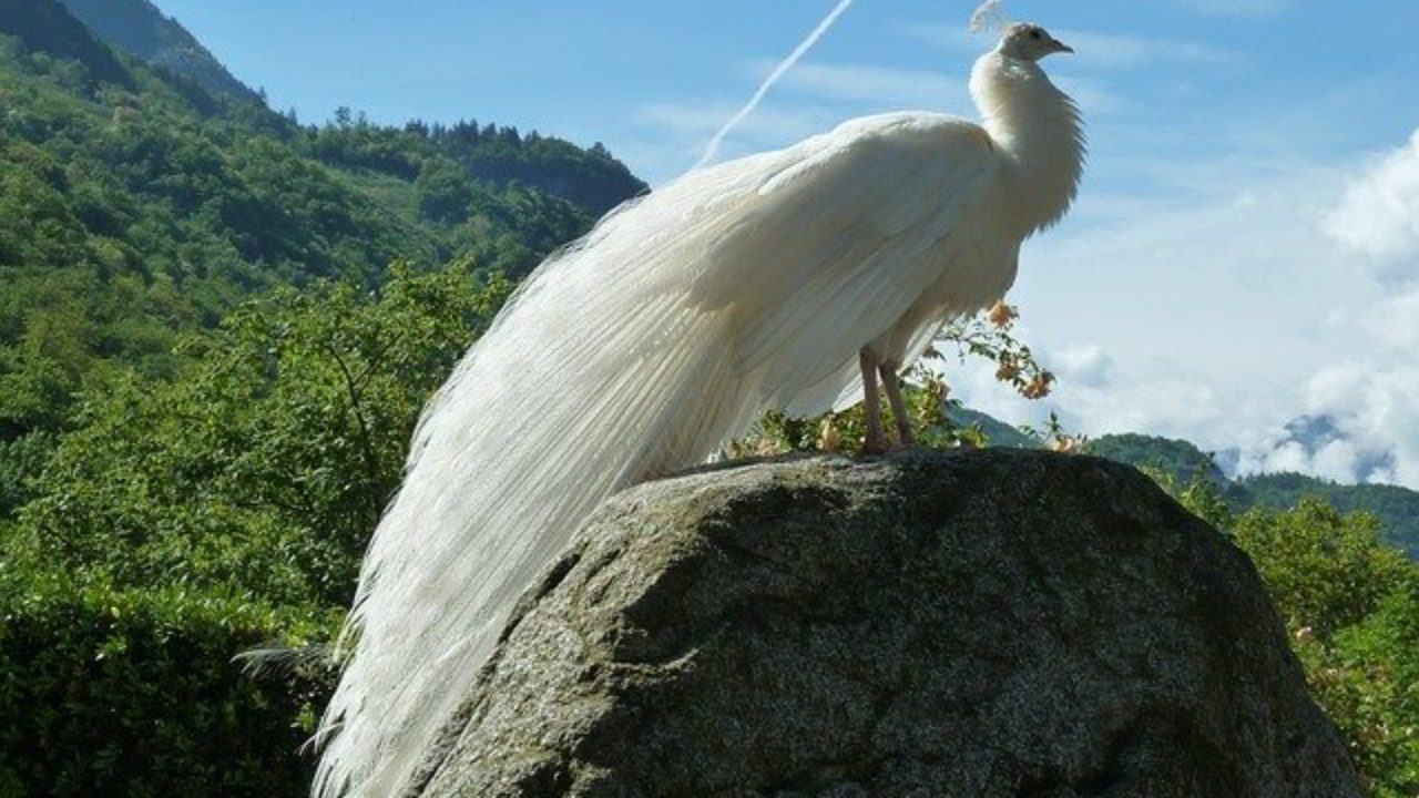 म र क तन प रक र क ह त ह Types Of Peacock In Hindi Cool Thoughts